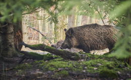 Afrikanischer Schweinepest: Mithelfen, um eine Ausbreitung zu verhindern