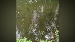 Hunderte Fische im Teich verendet