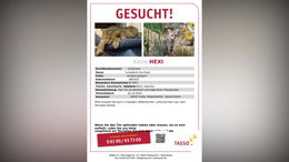 Familie vermisst rot-grau getigerte Katze Hexi