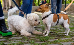 Segen für vierbeinige Freunde: Putziges Event am Frauenberg