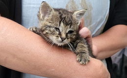 Kastrationsaktion von Streunerkatzen: Kastrieren erspart Leid!