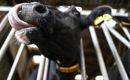 Blauzungenkrankheit breitet sich rasant auf landwirtschaftlichen Betrieben aus