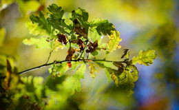 Der Herbst malt die Natur bunt an - Regenschauer und Nebel erwartet