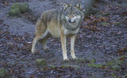 Kritik an verzögerte DNA-Beprobung mutmaßlicher Wolfsrisse: kein Mutmaßen