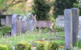 Rettung der Friedhofs-Rehe erfolglos: Die letzten drei Tiere wurden erlegt