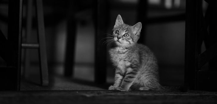 Die Tiere, die am häufigsten von diesen Straftaten betroffen sind, sind neben Fischen vor allem Hunde und Katzen.