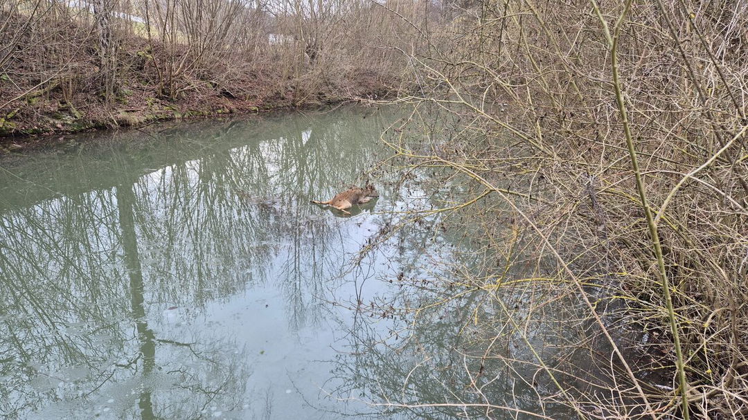 Feuerwehr-rettet-verirrtes-Reh-auf-zugefrorenen-Teich