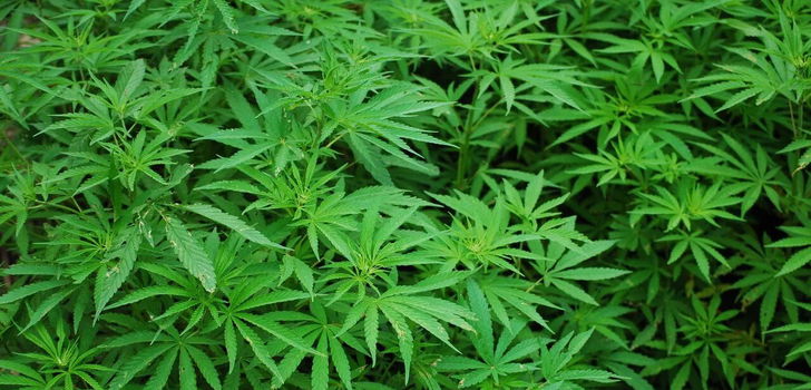 Beamte der Polizeitstation Schlüchtern haben am Freitag im Zuge von Ermittlungen eine Cannabisplantage entdeckt.