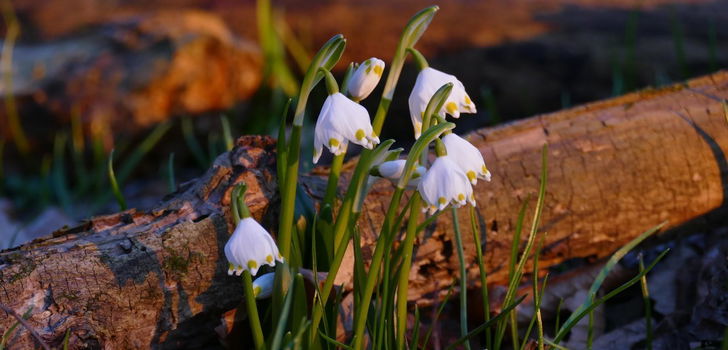 Pünktlich zum Wochenende wird es milder und sonniger. Der Frühling steht also in den Startlöchern.