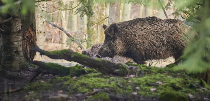 Die Afrikanische Schweinepest breitet sich weiter aus - und könnte auch vor Osthessen kein Halt machen.