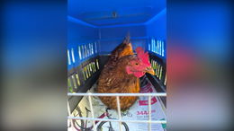 Tomatenliebhaber mit Federn: Huhn irrt durch den Aschenberg