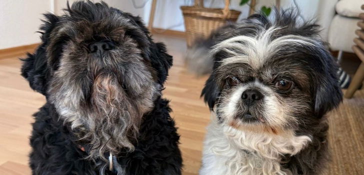 Die beiden Hunde Zwuckel und Zwerg suchen nach dem Verlust ihres Herrchens eine neue Familie.