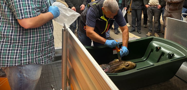 Tiergesundheitsaufseher Udo Herold und sein Kollege Heiko Wiegand (links) demonstrieren, wie die Beprobung des toten Frischlings vorgenommen wird.