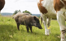 Eine tierische WG: Wildschwein Eberhard liebt offenbar seine Kuh-Herde