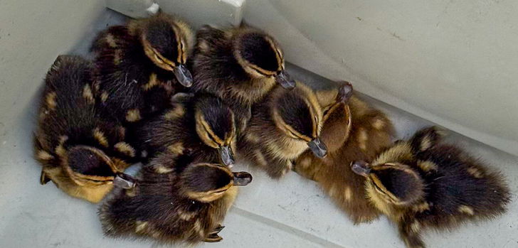 Gleich zwei tierische Einsätze gab es für die Feuerwehr am Donnerstag.