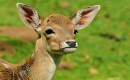 Pool-Billard oder doch Tischkicker? Bambi verirrt sich in Freizeitzentrum