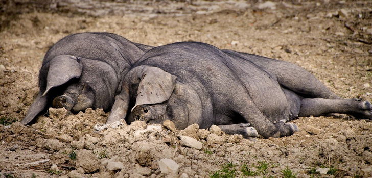 Afrikanische Schweinepest: Hessen verstärkt Schutz für Nord- und Mittelhessen
