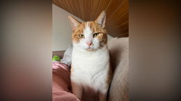 Wer hat Eliot gesehen? In Fulda-Neuenberg vermisst