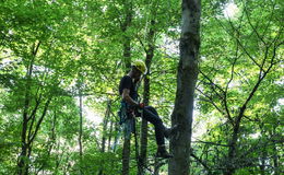 In 20 Metern Höhe: Gleitschirmfliegerin hängt im Baum fest