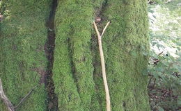 Ein besonderer Wanderstab inclusive Baumgeist wird schmerzlich vermisst