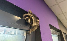 Waschbär hatte Lust auf Gym am Morgen: Fenster war wohl zu schmal