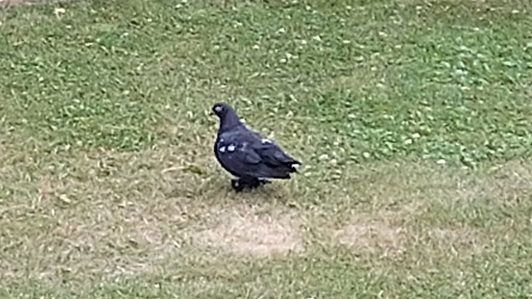 Seit-Tagen-im-Garten-unterwegs-Wer-vermisst-seine-Taube-