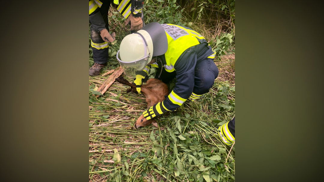 Feuerwehr-rettet-Rehkitz-aus-tiefer-Grube-Einsatz-endet-gl-cklich