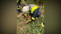 Feuerwehr rettet Rehkitz aus tiefer Grube: Einsatz endet glücklich